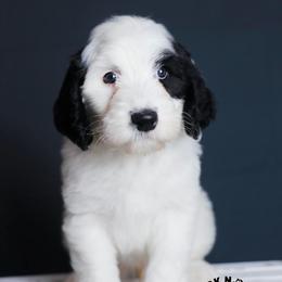 Benedict Bridgerton - Black and white male Sheepadoodle puppy in Edmond, Oklahoma from Rock N Roll Doodles