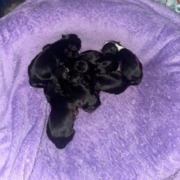 Girl 2 - Black and tan female Yorkshire Terrier puppy in Grant Town, West Virginia from Lauren's Yorkshire Terriers