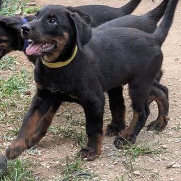Amari - Black and rust male Beauceron puppy in Austin, Texas from A Mes Cotes