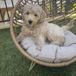 Goldendoodle Puppies from Island Doods