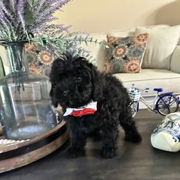 Oreo - Black male Cavapoo puppy in Mint Hill, North Carolina from DoodleForever