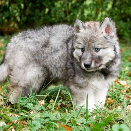 Victor - Agouti and white male Siberian Husky puppy in Knoxville, Tennessee from The Siberian Empire