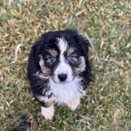 Nike - Black tri-color female Australian Shepherd puppy in Ashland, Ohio from SS Australian Shepherds