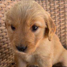 Peach - Light golden female Golden Retriever puppy in Farmington, Utah from Golden Haven Doodles
