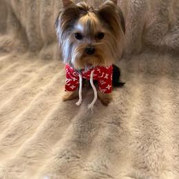 Yorkshire Terrier All Grown Up from Akc Quality Yorkies