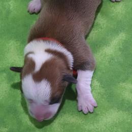 Jasper - Red and white male Cardigan Welsh Corgi puppy in Livermore, Colorado from Rowe Family