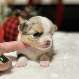 Chihuahua Puppies from Sunset Eves Chihuahuas