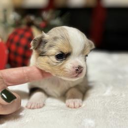 Chihuahua Puppies from Sunset Eves Chihuahuas