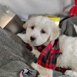 Sasha: OFA and CHIC sire - White female Coton de Tulear puppy in Westfield, North Carolina from Legacy Pets