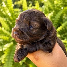 Hershey - Liver female Miniature Schnauzer puppy in Dorr, Michigan from Enchanted Paws
