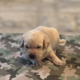 Labrador Retriever Puppies from Central Texas Labs