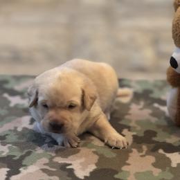 Labrador Retriever Puppies from Central Texas Labs
