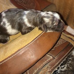 Boy 1 - Aussiedoodle puppy in Paint Rock, Alabama from Kotah’s Kennels