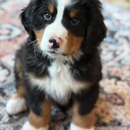 Bernese Mountain Dog Puppies from Purple Sage Puppies Bernese Mountain Dogs