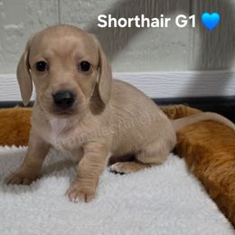 G1 - Cream male Dachshund puppy in Jacksonville, Texas from ArmnalegRanch LLC