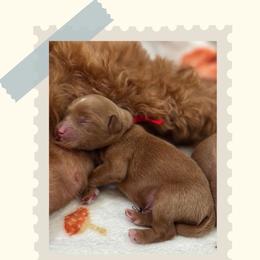 Dale - Red  male Goldendoodle puppy in Garden Grove, California from Sunkissed Doodles
