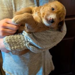 Sweetheart - Apricot female Goldendoodle puppy in Panama, New York from Goldendoodles from Goshen Blessings