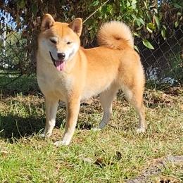 Taiga - Shiba Inu