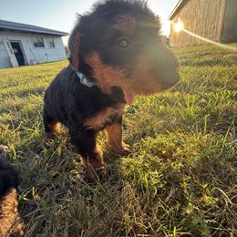 Blue Male - Black and tan male Airedale Terrier puppy in Holton, Michigan from Yoder’s Airedale Terriers