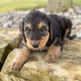 Tan Collared Male - male Airedale Terrier puppy in Marshallville, Ohio from Anne's Pups