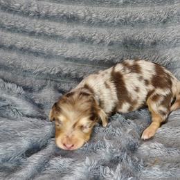 GABE - Choc Cream Dapple - Dapple male Dachshund puppy in Swink, Oklahoma from Palali Farm