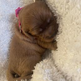 Flopsy - Ruby female Cavalier King Charles Spaniel puppy in London, Arkansas from Frosty’s Cavaliers