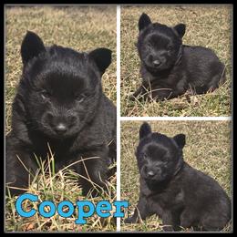 Cooper - Black and white male Siberian Husky puppy in Wheeler, Michigan from Haase Family Kennels