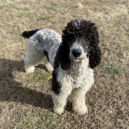 Oreo  - Poodle