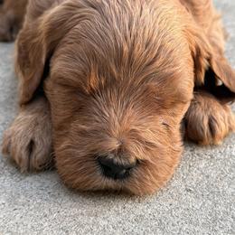 Goldendoodle and Labrador Retriever Puppies from BV Labs & Doodles