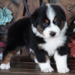 Caddy BTM - Black tri male Miniature Australian Shepherd puppy in Lawton, Oklahoma from Lindsey’s Aussies