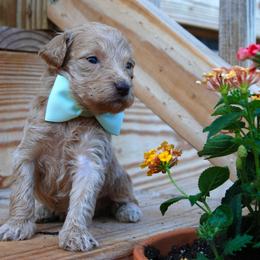 Goldendoodle and Poodle Puppies from High Cotton Doodles