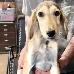 Male 1 - Red male Saluki puppy in Steamboat Rock, Iowa from River Valley Canines