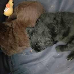 Newfoundland Puppies from Country Magik