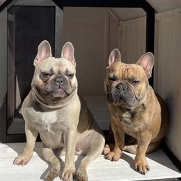 French Bulldogs from Sweet P Frenchies
