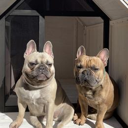 French Bulldogs from Sweet P Frenchies
