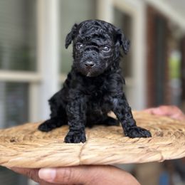 Midnight - Black male Poodle puppy in Griffin, Georgia from Rawls Lovely Little Tots