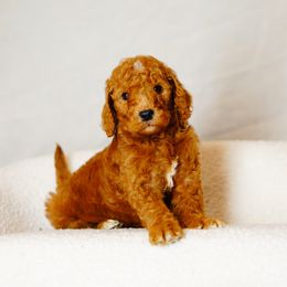 Hamilton - Red  male Goldendoodle puppy in Washington from Doodle Love