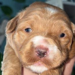 Girl 1 - Apricot female Goldendoodle puppy in Holly, Colorado from Vida’s Loving Doodles