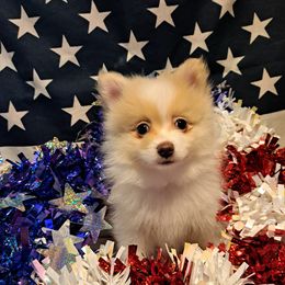 SAMMY - White male Pomeranian puppy in Lore City, Ohio from Tonia's Pomeranians
