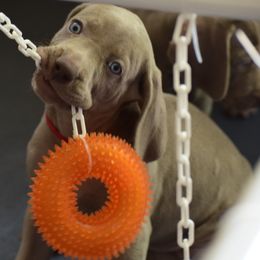 Weimaraner Puppies from Silvr Galaxy Weimaraners