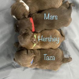 Shih Tzu All Grown Up from Hjo’s Pupdates