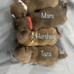 Shih Tzu All Grown Up from Hjo’s Pupdates