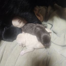 Chocolate male - Chocolate male Schipperke puppy in Randsburg, California from Light's Family Farm & Schipperke Ranch