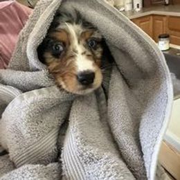 Aussiedoodle, Australian Shepherd, Poodle, Shihpoo, and Shih Tzu Puppies from Rockiń N Kennel