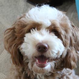Bernedoodles and Goldendoodles from Island Doodles of Georgia