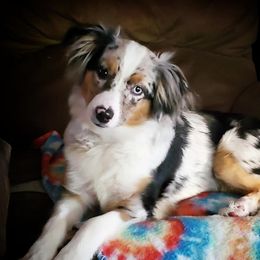 Skye - Miniature Australian Shepherd