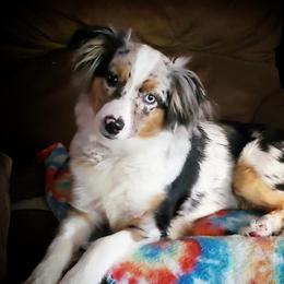 Skye - Miniature Australian Shepherd