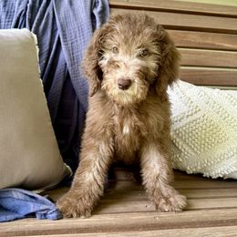 Mertle - Chocolate female Goldendoodle puppy in Montgomery, Texas from Dacus Doodles