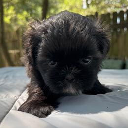 Girl 2 - Brindle and white female Shih Tzu puppy in Mobile, Alabama from FluffyTail Shih Tzu