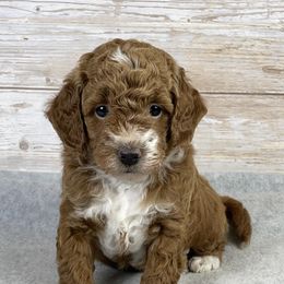 Cider - Red  male Goldendoodle puppy in Millersburg, Ohio from Ohio Puppy Paws